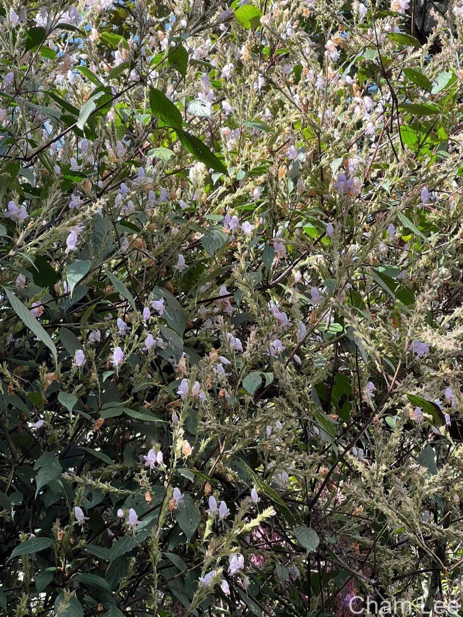 Strobilanthes viscosa var. viscosa (Arn. ex Nees) T.Anderson
